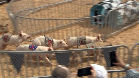 pigwagers|Pig races: A Florida State Fair tradition .